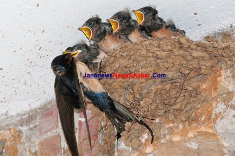 घरमा छैनन् परेवा र गौँथली, वनमा छैनन् ढिकुर र मालचरी