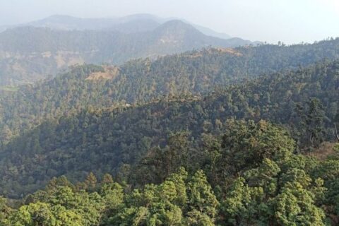 यसपालि किन फुलेन गुराँसेमा गुराँस ?