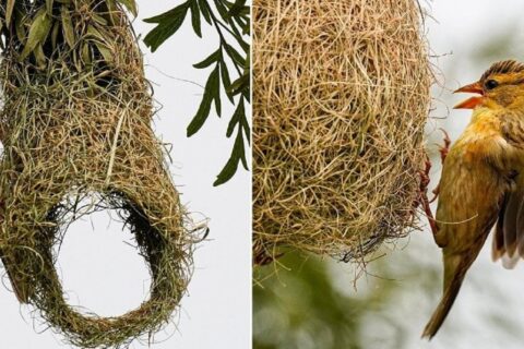 आकर्षक गुँड बनाउन खप्पिस ‘इन्जिनियर’ तोप चरा