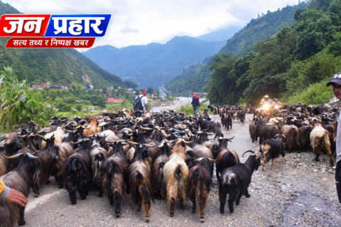 दसैँका लागि सल्लाघारीमा भेडा–च्याङ्ग्राको किनबेच